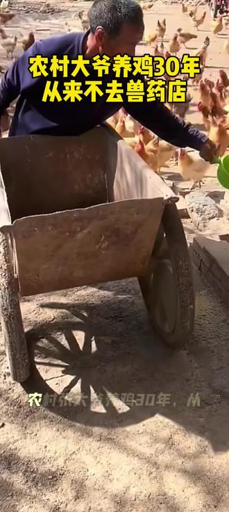 养鸡七个小妙招#实用#养鸡技术服务