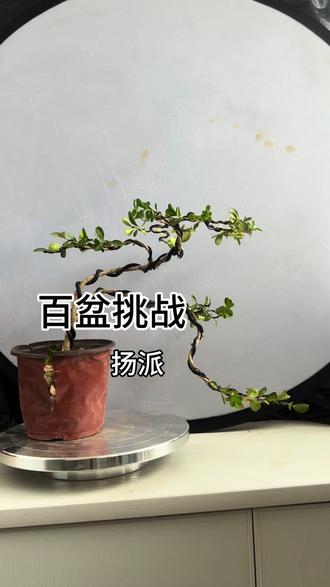 百盆挑战 #盆景制作 #盆景#黄杨#黄杨盆景 #盆景艺术