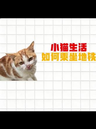 小猫生活之如何坐地铁#猫咪 #知识分享 #地铁 #日常vlog