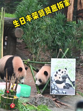 都江堰丰荣贤贤崽一出场就拆家 #大熊猫贤贤崽 #熊猫南小月 #大熊猫蕊蕊 #来这吸熊猫