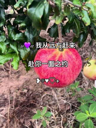 每一份石榴都从会理奔赴到你手里