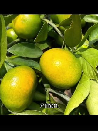 宜昌蜜桔蜜橘青皮桔子3-9斤薄皮橘子新鲜现摘当季孕妇水果酸甜#优质农产品 #强烈推荐 #每日分享 #新鲜采摘 #口感特别好