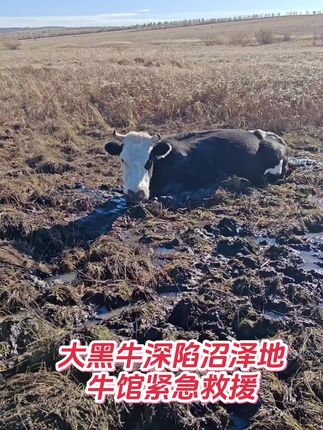 #真实生活分享计划 秋天放牛,🐃最容易陷泥谭里,不及时救援会有生命危险,还好及时发现了。#呼伦贝尔#治愈系#生活#放牧