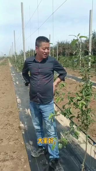 重茬严重如何解决#农业种植