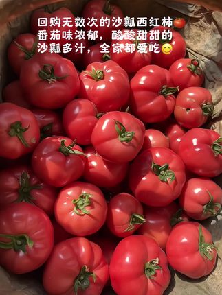 终于让我找到了小时候吃的那种味道的番茄了,就是这个沙瓤西红柿,它跟普通超市买的真的不一样,它的口感是那种沙沙的,特别好吃,酸酸甜甜的,一口爆汁。真的太好吃了,每一个都是自然成熟的,又大又新鲜,家里的老人小孩都喜欢吃。#新鲜采摘 #沙瓤西红柿 #酸甜可口 #沙瓤多汁 #营养美味又健康