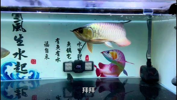我的龙鱼趴缸怎么办 #金龙红龙#龙鱼趴缸#龙鱼缸过滤#龙鱼饲养教程#野猪龙鱼见闻