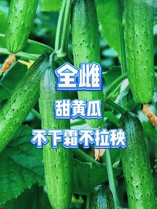 #三农种植 #全雌黄瓜