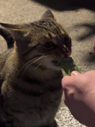 饿死鬼投胎的狸花 #猫咪 #流浪猫 #猫条 #宠物