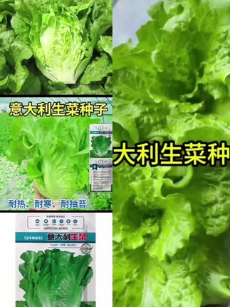 #意大利生菜 #生菜 #种菜