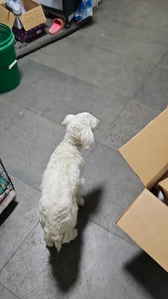 #可爱的小羊羔#人工饲喂#日常分享@抖音小助手