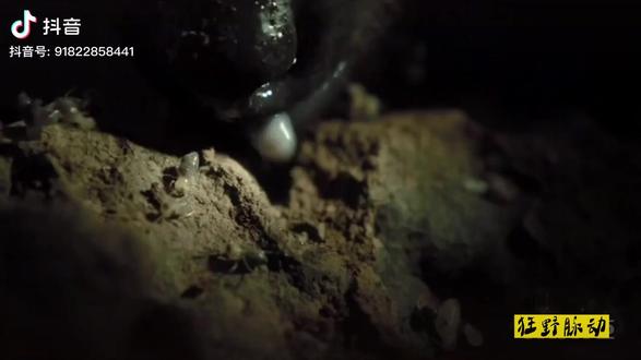 【食蚁兽】 舌头最长的动物。转自狂野脉动