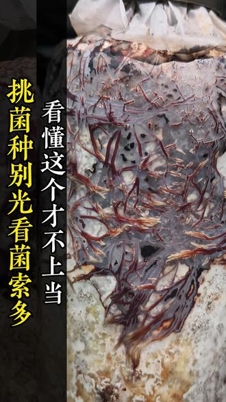 买蜜环菌,你是挑菌索满包的,还是挑“猪油皮”厚的? 买蜜环菌,你是挑菌索满包的,还是挑“猪油皮”厚的?这不仅关系到上材速度,更关系到
后期的活性!别花冤枉钱买个好看的空壳子。你的菌种长啥样?评论区说说看。
#天麻种植#蜜环菌#选菌技巧#天麻菌种 #萌发菌