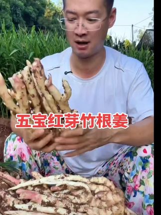 还没做泡姜的朋友下得手了,五宝竹根姜带泥发货,做泡姜安逸得很,姜不多了,卖不了几天了哟#姜#川姜#五宝竹根姜