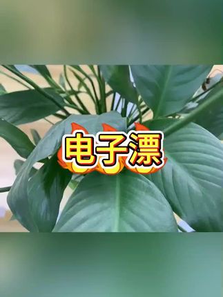 #电子漂#漂杆#鱼漂