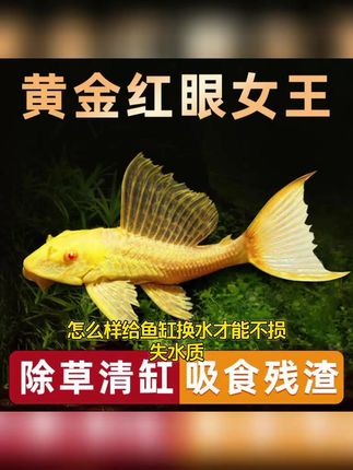 怎么样给鱼缸换水才能不损失水质,今天教大家一个好方法,只需要准备一个黄金大帆清道夫异型鱼热带,一条鱼的价格,就能净化整个鱼缸的水质,它以藻类、有机物为食,是鱼缸里的头号清洁工,有了它,再也不用担心鱼儿生病,水质浑浊的问题了