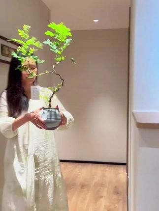 #九里香 #九里香也叫千里眼 #九里香盆景 #好物分享 #绿植