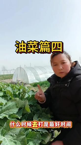 油菜菌核病用药与时间!