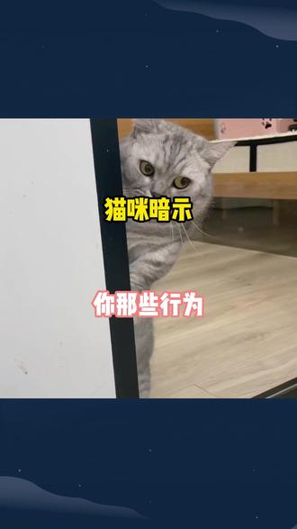 你家猫咪对你有这些暗示吗? #动物的迷惑行为 #新手养猫 #养猫经验分享
