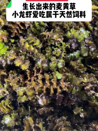 【精品麦黄草籽】目前草籽质量还是非常不错的,大家有需要的话可以直接去下单,1亩20斤#小龙虾养殖 #麦黄草 #小龙虾的天然饲料#洪湖王小妹 #抖音助农