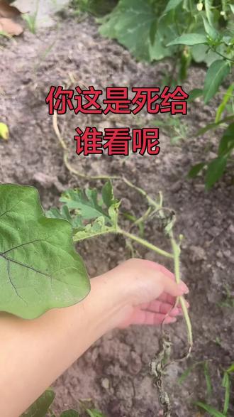 你这是死给谁看呢 #田园生活碎片 #西瓜🍉