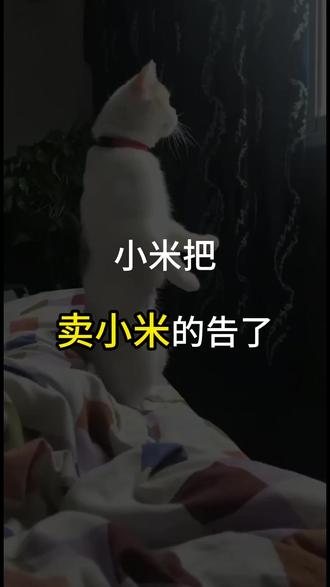 小米把卖小米的告了。 #社会百态 #正能量 #小米 #美食 #雷军