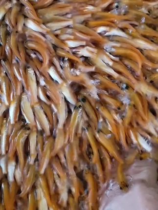 #金丝草鱼苗 #优质种苗 #养鱼养心 #水产养殖