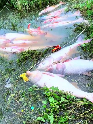 #西部风方块#鲢鳙方块#大头鱼#花鲢#辉哥钓大物