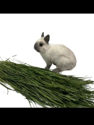 兔草 #燕麦草 燕麦草的第二波福利又来啦