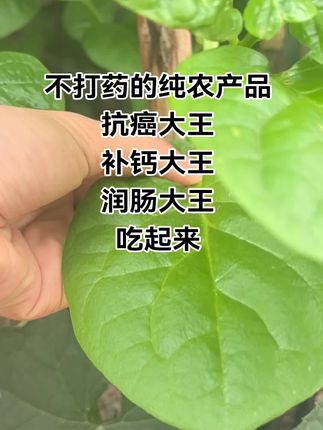 木耳菜是药食同源的绿叶蔬菜,富含膳食纤维、维生素A及钙元素,具有润肠通便、辅助补钙、抗氧化等作用,巨好吃!#润肠