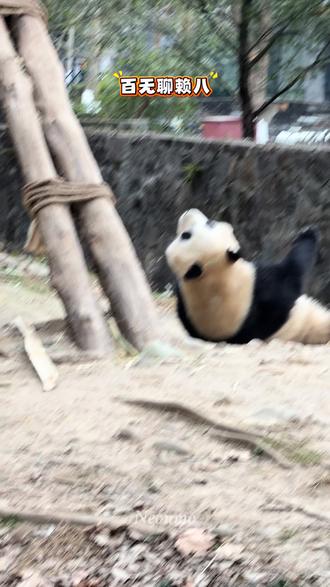半斤把小八“扔出去了”😂#大熊猫春雨 #大熊猫吉福 #大熊猫半斤八两 #国宝大熊猫 #熊猫玩耍视频