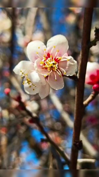 #上热门话题 音画欣赏
《新梅花赋》
朔风裁玉骨,瘦影立寒阶。
冻蕊凝霜白,疏枝映雪佳。
不随桃李艳,独抱暗香怀。
待得东君至,迎春次第开。