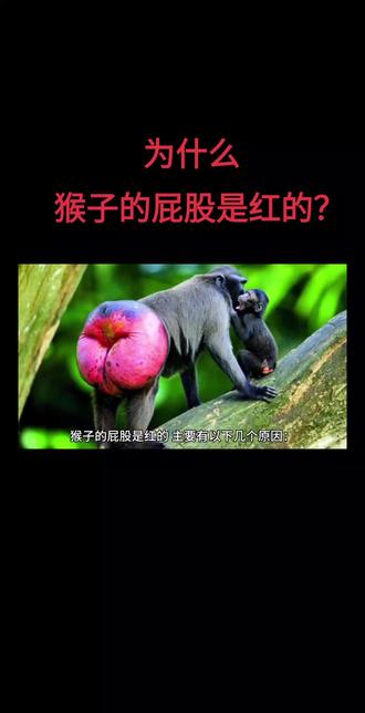 #热门 为什么猴子的屁股是红的?