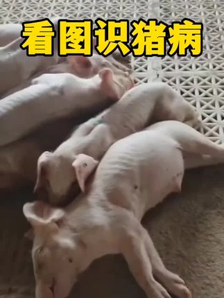 #母猪净化蓝耳#猪蓝耳#养殖#科学养猪#养猪技术