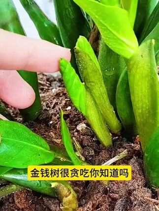 金钱树养的好,寓意美好净化空气,养分供给很重要#金钱树 #花卉绿植 #金钱树养护 #养花小知识 #室内绿植