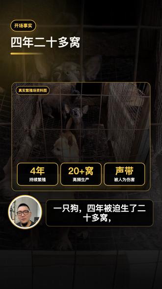 博美包包获救,揭开宠物繁殖场黑幕 领养代替购买,堵住后院繁殖的血色生意。#博美犬包包 #繁殖犬救助 #领养代替购买 #宠物行业黑幕 #动物保护法