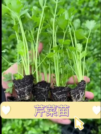 【山东寿光发货对版芹菜苗】皇后大西芹四季小香芹阳台盆栽小院种 #芹菜苗 #西芹 #香芹