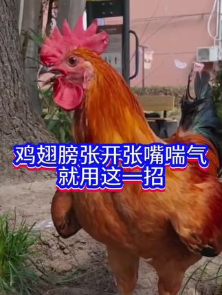 炎炎夏日养鸡,要注意防止中暑。#养鸡 #鸡中暑 #科学养鸡 #养鸡人 #夏天养鸡