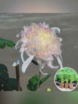 【仙女】新鲜菊花苗带原土室内外超大花花卉优质苗易养活绿植多年生#绿植