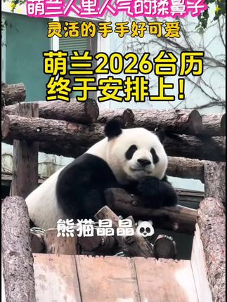 哇塞萌兰太治愈啦#来这吸熊猫 #大熊猫 #大熊猫萌兰 #国宝 #也太可爱了吧