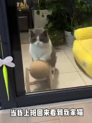 有了这个猫抓球再也不用担心毛孩子自己在家拆家了~ #萌宠好物 #猫抓球 #猫抓板 #猫咪的迷惑行为 #解闷神器