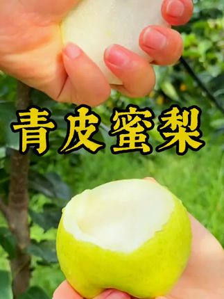 正宗砀山青皮蜜梨,皇冠梨营养丰富,好吃不贵#脆甜多汁 #新鲜采摘 #应季水果 #快来一起尝个鲜 #青皮蜜梨