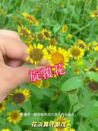 #旋覆花 #旋覆花茶 #旋覆花汤 #六月菊