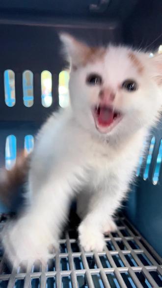 被丢在天桥下的小奶猫,明明那么害怕,却还在拼命装凶 今天接到大溪沟李世平诊所打来的电话。
有人在诊所门口的天桥下面,发现了一只被遗弃的小奶猫。
我们赶过去的时候,它已经被暂时安置在诊所里。
小小一只,缩在角落里。
看到有人靠近,立马炸毛,冲着人哈个不停。
明明才那么点大,却还在努力装出很凶的样子。
可其实,它不是凶。
它只是太害怕了。
那么小,就已经学会了警惕。
它不知道靠近它的人,会不会再一次把它丢掉,会不会伤害它。
文阿姨伸手抱它的时候,
它一边发抖,一边还倔强地抬着小脑袋。
那一刻真的很心酸。
好像它也在拼命告诉这个世界:
我也想活下去。
真的想不明白。
这么小的生命,到底为什么舍得遗弃。
它没有做错任何事,它只是出生了而已。
很多人觉得,丢掉一只猫,只是一件小事。
可对于它来说,被放下的那一刻,也许就是整个世界突然不要它了。
如果不能陪它一辈子,至少不要随意抛弃。
因为这些小生命不会说话,
但它们也会害怕、会难过、会拼命想活着。
也希望,有一天它们能真正被温柔对待。
#热门 #流浪猫#救助流浪狗 #流浪狗 #尊重生命