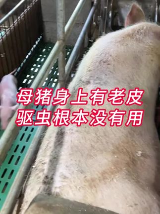 #养猪技术 #自繁自养母猪 #所有养猪人 #母猪养殖技术