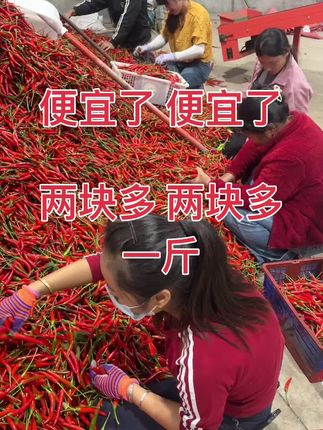 辣椒 新鲜小米椒#辣椒 #鲜辣椒 #小米椒