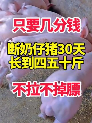 #所有养猪人 #养猪人不容易 #养猪加油干#抖音三农