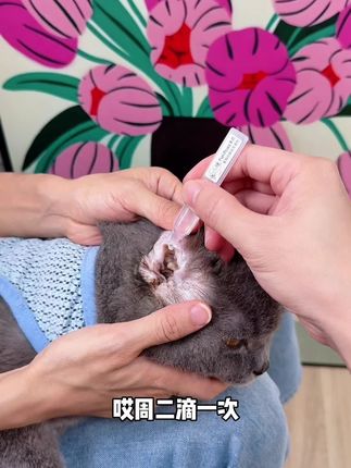 像猫咪狗狗耳朵油油脏兮兮的,就要给它们清洁一下了,在家用这种次抛滴耳液,经济实惠又方便#萌宠好物 #养猫经验分享 #猫咪耳螨