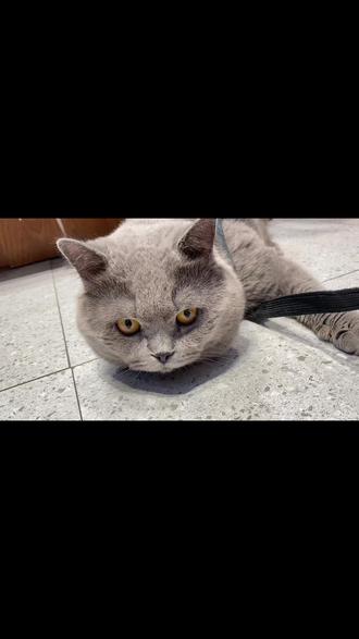 “重生之我是小猫咪”#这个世界不能没有傻猫 #快看啊这是我的猫 #心思全写在脸上的猫
