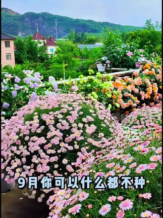九月就种它,过年好赏花 #糖果菊#菊花#菊花种子#爱生活爱养花