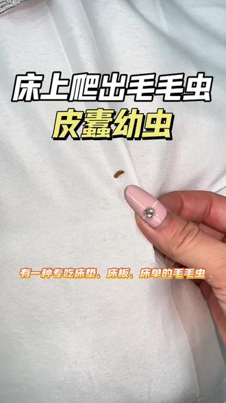 有一种专吃床垫、床板、床单的毛毛虫,就是这个皮蠹幼虫,虫体为金黄色,全身覆盖细密刚毛。有点不敢想象睡觉的时候摸到这种小肉虫是什么感觉。如果床上出现皮蠹幼虫,这三个位置一定要检查清楚,一先检查床垫的褶皱处,说不定虫窝就躲在这里。二是衣柜深处,衣柜常年阴暗无光,还存放了皮蠹幼虫最爱的棉麻衣物,仔细检查清楚每件衣服,发现虫体及时清洗衣物。三是检查房间木地板,地板缝隙容易藏有皮蠹幼虫卵。建议及时使用这款皮蠹杀虫剂防治!#皮蠹 #皮蠹虫专用杀虫剂 #皮蠹幼虫怎么消灭 #床上毛毛虫 #皮蠹消灭方法